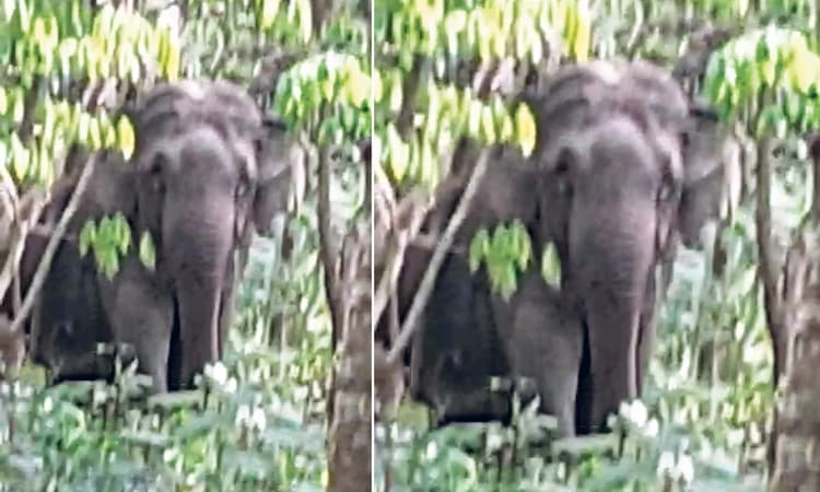 ನೂಜಿಬಾಳ್ತಿಲ, ರೆಂಜಿಲಾಡಿ ಭಾಗದಲ್ಲಿ ಆನೆ ಹಿಂಡು!