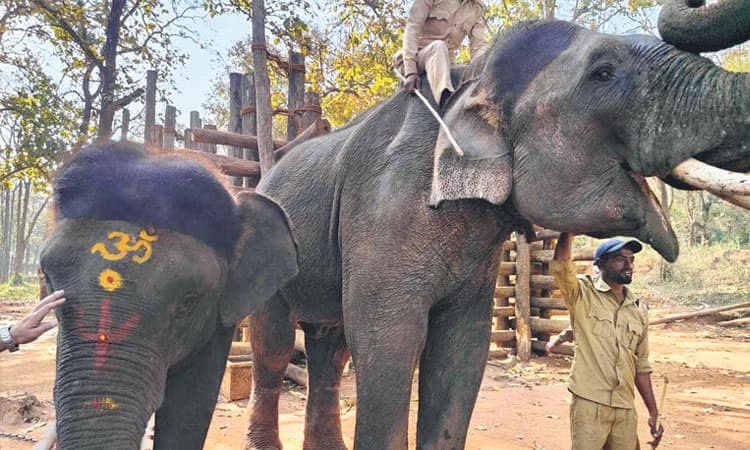 ಸಕ್ರೆಬೈಲಿನಿಂದ 2 ಆನೆಗಳ ಮಧ್ಯಪ್ರದೇಶಕ್ಕೆ  ರವಾನೆ