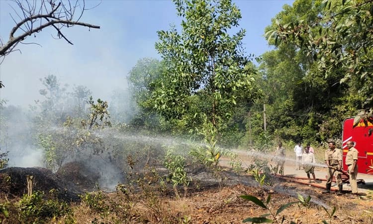 ಶಾನಾಡಿ: ಶಾರ್ಟ್‌ ಸರ್ಕ್ಯೂಟ್‌; ಕಬ್ಬಿನ ತೋಟ ಬೆಂಕಿಗೆ ಆಹುತಿ