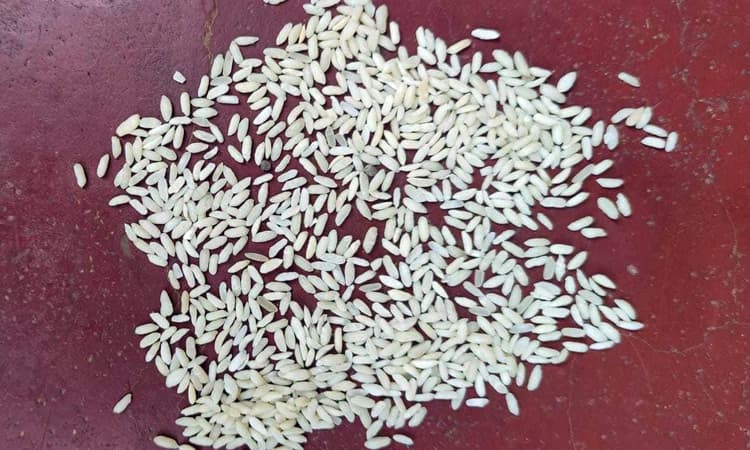 ಪಡಿತರ ಕೇಂದ್ರಗಳಲ್ಲಿ ನೀಡುತ್ತಿರುವುದು ಸಾರವರ್ಧಿತ ಅಕ್ಕಿ! ದ.ಕ ಜಿಲ್ಲೆಯಲ್ಲಿ ಪ್ಲಾಸ್ಟಿಕ್‌ ಅಕ್ಕಿ ವಿತರಣೆ ವದಂತಿ