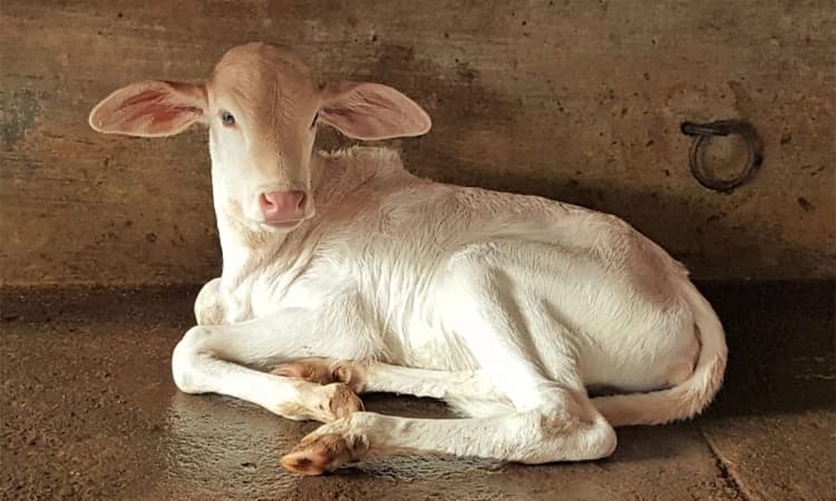 ದೇಸಿ ಗೋವು ತಳಿಗಳ ಅಧ್ಯಯನ