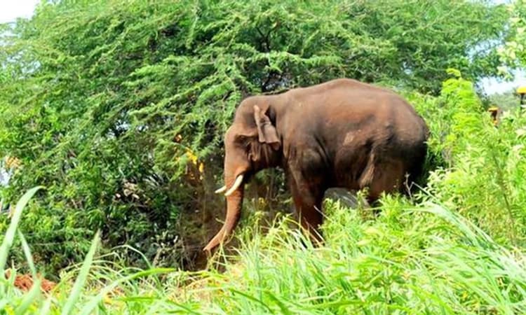 ಸುಬ್ರಹ್ಮಣ್ಯ: ಆನೆ ಬಂತು… ದಾರಿ ಬಿಡಿ!