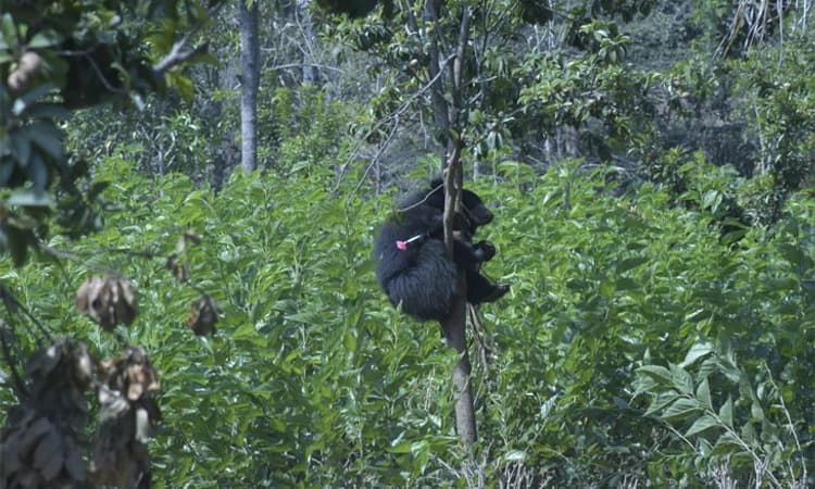 ಆಹಾರ ಅರಸಿ ಬಂದು ಮರಕ್ಕೆ ಸಿಕ್ಕಿ ಹಾಕಿಕೊಂಡ ಕರಡಿ