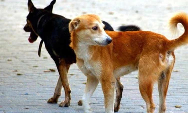 ಮಂಗಳೂರಿನಲ್ಲಿ ನಡೆಯಲಿದೆ “ಶ್ವಾನ’ಗಳ ಸರ್ವೇ; ಪಾಲಿಕೆ ನಿರ್ಧಾರ