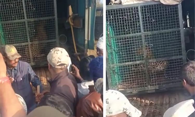 ಬಾಲಕ, ವೃದ್ಧೆಯನ್ನು ಬಲಿ ಪಡೆದ ನರಭಕ್ಷಕ ಚಿರತೆ ಸೆರೆ