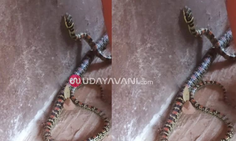 ಮಣಿಪಾಲ: ಅಪರೂಪದ ಫ್ಲೈಯಿಂಗ್‌ ಸ್ನೇಕ್‌ ಪತ್ತೆ