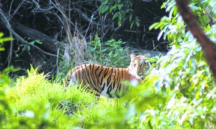 ಕೊಡಗಿನಲ್ಲಿ ಮಿತಿ ಮೀರಿದ ಹುಲಿ ಉಪಟಳ, 2 ದಿನಗಳಲ್ಲಿ 4 ಜಾನುವಾರು ಬಲಿ