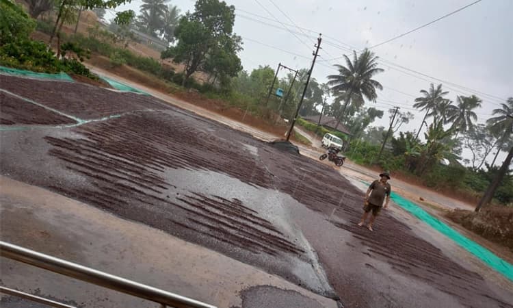 ವಳಲಹಳ್ಳಿ ,ಹೆತ್ತೂರು ಸುತ್ತಮುತ್ತ ಸುರಿದ ಮಳೆ: ಕಂಗಾಲಾದ ಕಾಫಿ ಬೆಳೆಗಾರರು