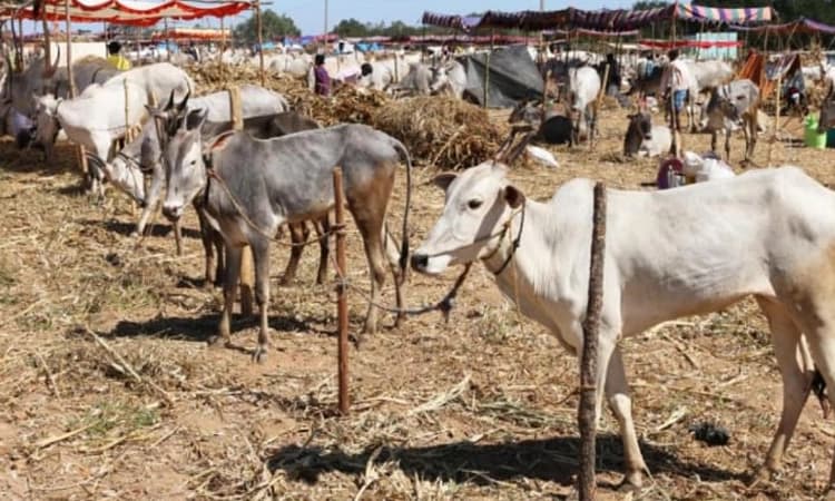 2 ವರ್ಷಗಳಿಂದ ಸ್ಥಗಿತಗೊಂಡಿದ್ದ ಕ್ಯಾಮನಹಳ್ಳಿ ಶ್ರೀ ಆಂಜನೇಯ ಸ್ವಾಮಿ ದನಗಳ ಜಾತ್ರೆಗೆ ಮತ್ತೆ ಕಳೆ