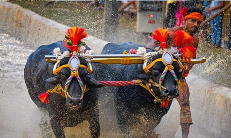 ಮಂಗಳೂರು ಕಂಬಳದಲ್ಲಿ ಮುಂದುವರಿದ ‘ನಿಶಾಂತ್ ಶೆಟ್ಟಿ’ ಪಾರುಪತ್ಯ: ಸತತ 6 ವರ್ಷವೂ ಮೆಡಲ್ ಸಾಧನೆ