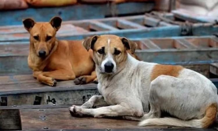 ನೆರೆ ಮನೆಯ ಸಾಕು ನಾಯಿಯನ್ನು ʼನಾಯಿʼಎಂದು ಕರೆದಿದ್ದಕ್ಕಾಗಿ ವೃದ್ಧನ ಮೇಲೆ ಹಲ್ಲೆ; ಮೃತ್ಯು   