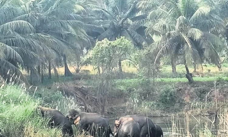 ಚಿರತೆ, ಕರಡಿ, ಕಾಡಾನೆಗಳ ಕಾಟಕ್ಕೆ ಬೇಸತ್ತ ರೈತ