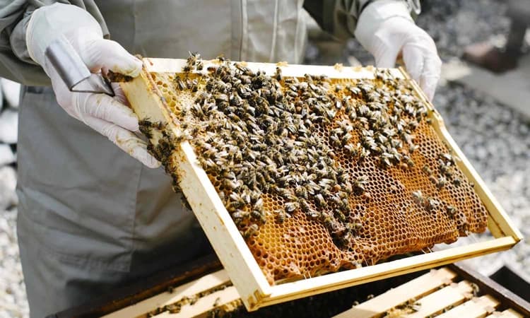 ಆನೆಗಳ ಹಿಮ್ಮೆಟ್ಟಿಸಲು “ಜೇನು ಸೇನೆ’ ! ಮಧ್ಯಪ್ರದೇಶದಲ್ಲಿ ಹೊಸ ಪ್ರಯೋಗ