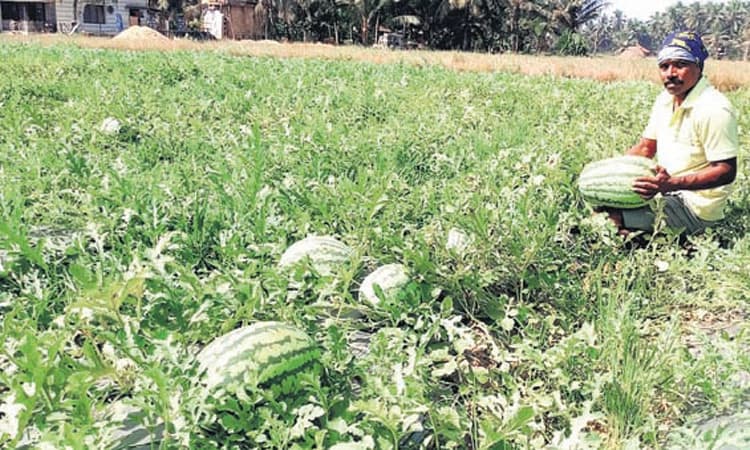 ಅಡೆತಡೆ ನಡುವೆಯೂ ಸುಮೋ ತಳಿಯ ಕಲ್ಲಂಗಡಿ ಬೆಳೆ