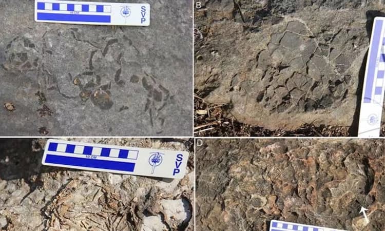 ಮಧ್ಯಪ್ರದೇಶದಲ್ಲಿ ಡೈನೋಸಾರ್‌ಗಳ 256 ಮೊಟ್ಟೆ ಪತ್ತೆ!