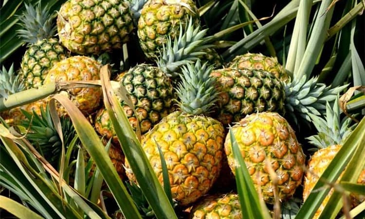 ಪೋಷಕಾಂಶಗಳ ಆಗರ… ಅನಾನಸ್ ನಲ್ಲಿದೆ ಹಲವು ರೋಗ ನಿರೋಧಕ ಶಕ್ತಿಯ ಉಪಯೋಗ