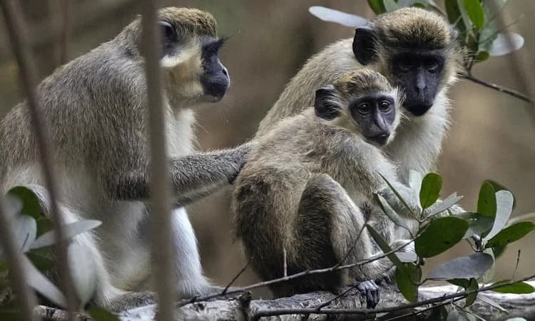 ಸದ್ಯದಲ್ಲೇ ಈ ದೇಶದಲ್ಲಿ ವೆರ್ವೆಟ್‌ ಕೋತಿಗಳ ವಂಶವೇ ನಿರ್ವಂಶವಾಗಲಿದೆಯಂತೆ… ಕಾರಣ ಇಲ್ಲಿದೆ