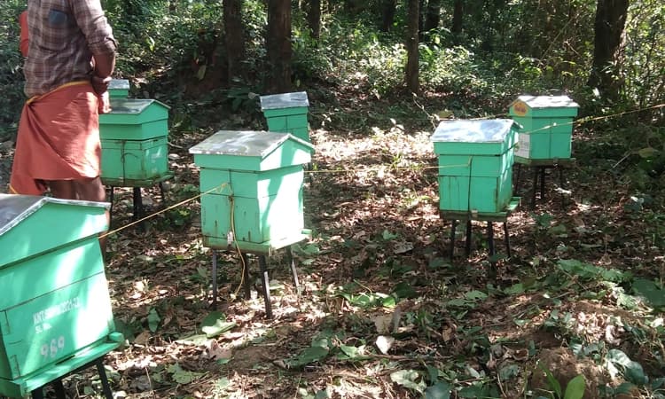 ಕಾಡಾನೆ ಹಾವಳಿ ತಡೆಗೆ ಜೇನು ಹುಳುಗಳ ನೆರವು! ಮಂಡೆಕೋಲು ಭಾಗದಲ್ಲಿ ಮೊದಲ ಪ್ರಯೋಗ