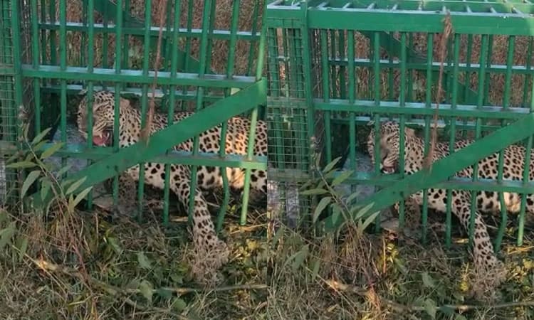 ಹುಣಸೂರು: ಜಾನವಾರು ಭಕ್ಷಕ ಚಿರತೆ ಸೆರೆ