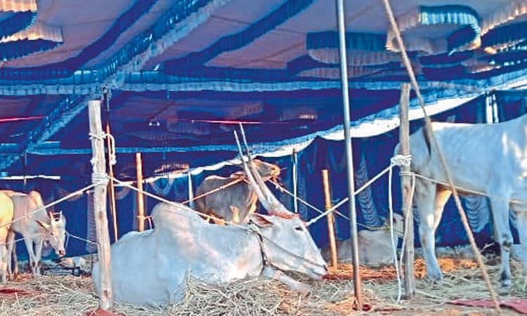 ಘಾಟಿ ದನಗಳ ಜಾತ್ರೆ ನಿಲ್ಲಿಸಿದರೆ ವಿಷ ಕುಡಿಯುತ್ತೇವೆ!