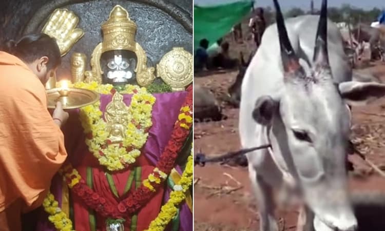 ಕ್ಯಾಮೇನಹಳ್ಳಿ ಶ್ರೀಆಂಜನೇಯ ಸ್ವಾಮಿ ದನಗಳ ಜಾತ್ರೆ ನಡೆಯುವ ಬಗ್ಗೆ ಜನರಿಗೆ ಗೊಂದಲ…