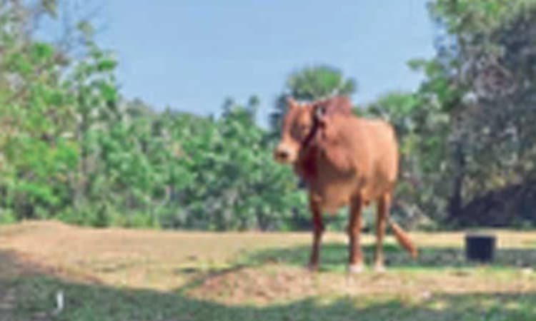 ಅಚ್ಚರಿ ಮೂಡಿಸಿದ ಘಟನೆ; ಸಂಗಮ ಕ್ಷೇತ್ರ ಪಜಿರಡ್ಕಕ್ಕೆ ಬಂದ ಬಸವ