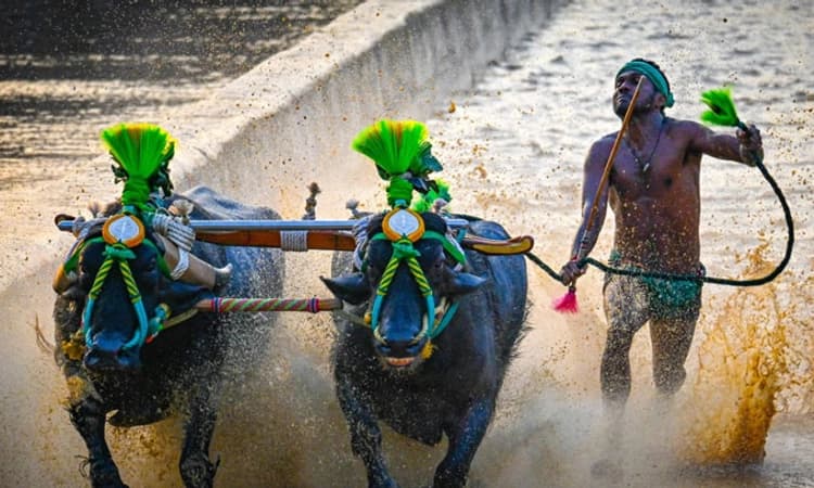 ಅಡ್ವೆ ನಂದಿಕೂರು ಕೋಟಿ ಚೆನ್ನಯ ಕಂಬಳ ಕೂಟದ ಫಲಿತಾಂಶ