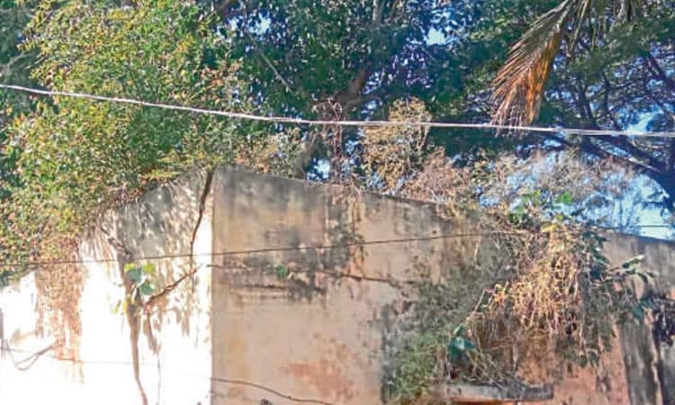 ಅಂಗನವಾಡಿ, ಶಾಲಾ ಕಟ್ಟಡದ ಮೇಲೆ ಮರ ಗಿಡ