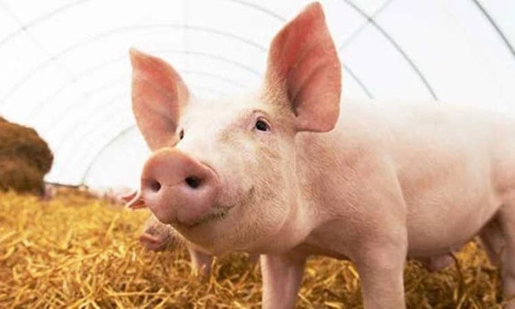 ಕಾಸರಗೋಡು: ಆಫ್ರಿಕನ್‌ ಹಂದಿ ಜ್ವರ ಪತ್ತೆ, 491 ಹಂದಿ ವಧೆ