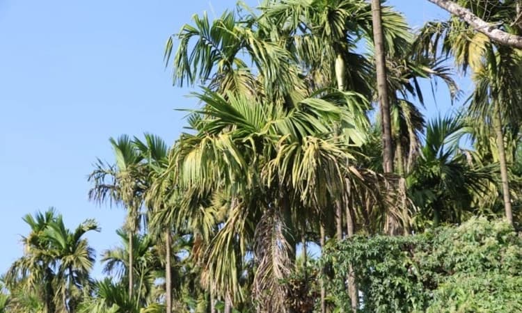 ಸಿಪಿಸಿಆರ್‌ಐ ವಿಜ್ಞಾನಿಗಳಿಂದ ಎಲೆಚುಕ್ಕಿ ರೋಗದ ಅಧ್ಯಯನ