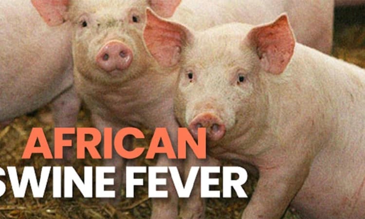 ಆಫ್ರಿಕನ್‌ ಹಂದಿ ಜ್ವರ : ಫಾರ್ಮ್ ಗಳ ಹಂದಿಗಳ ಹತ್ಯೆ