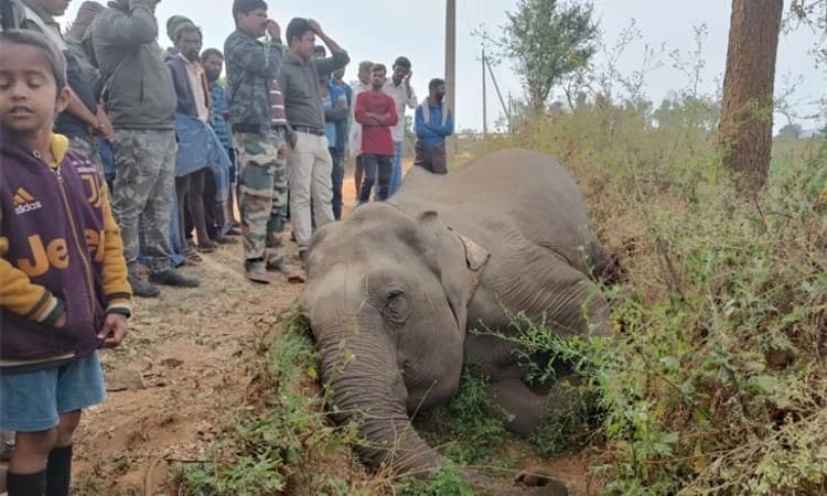 ವಿದ್ಯುತ್ ತಂತಿ ತಗುಲಿ ಕಾಡಾನೆ ಮೃತ್ಯು; ಪ್ರಕರಣ ದಾಖಲು