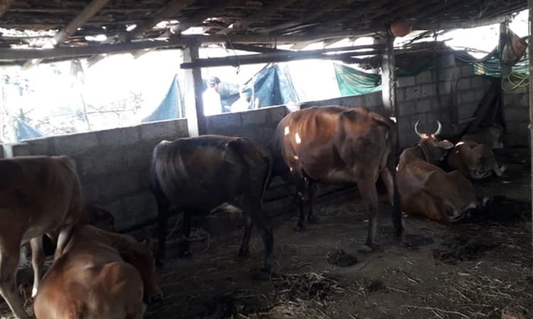 ಶಿವಮೊಗ್ಗದ ಅಕ್ರಮ ಕಸಾಯಿಖಾನೆಯಲ್ಲಿ 7 ಹಸುಗಳ ಕತ್ತು ಕೊಯ್ದು ಬರ್ಬರ ಹತ್ಯೆ