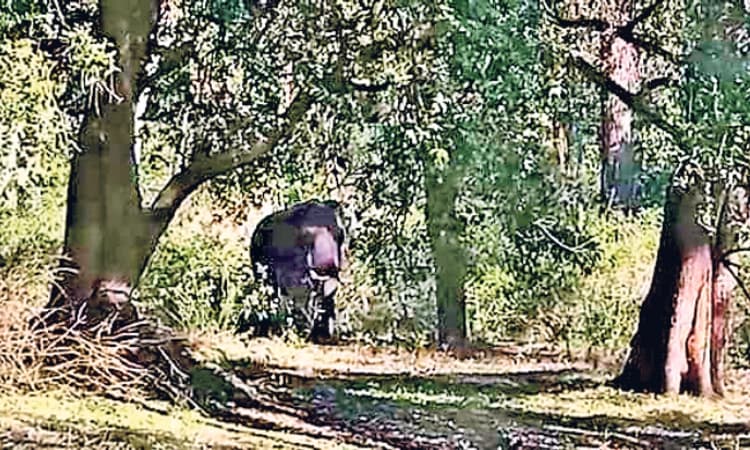 ಕಾಡಾನೆ ದಾಳಿ: ಸಾಕಾನೆಗೆ ಗಾಯ; ದುಬಾರೆಗೆ ಪ್ರವಾಸಿಗರ ಪ್ರವೇಶ ನಿಷೇಧ