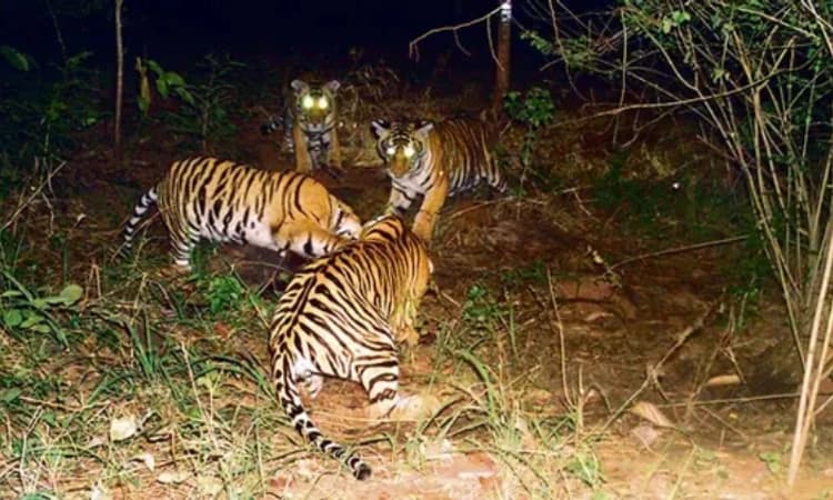 ತಾಯಿ ಹುಲಿಯಿಂದ ಮರಿಗಳಿಗೆ ತರಬೇತಿ: ಪ್ರವಾಸಿಗರಿಗೆ ನಿತ್ಯ ದರ್ಶನ