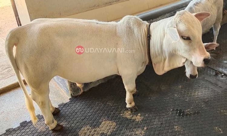 ಧರ್ಮಸ್ಥಳದ ಗೋಶಾಲೆಗೆ ಪುಂಗನೂರು ಹಸು ಆಗಮನ