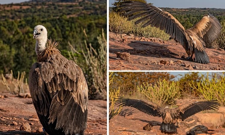 ಹೊಸಪೇಟೆ: ಅಸ್ವಸ್ಥ ಸ್ಥಿತಿಯಲ್ಲಿದ್ದ ಯೂರೋಪಿನ್ ರಣಹದ್ದು ಮರಳಿ ಗೂಡಿಗೆ…