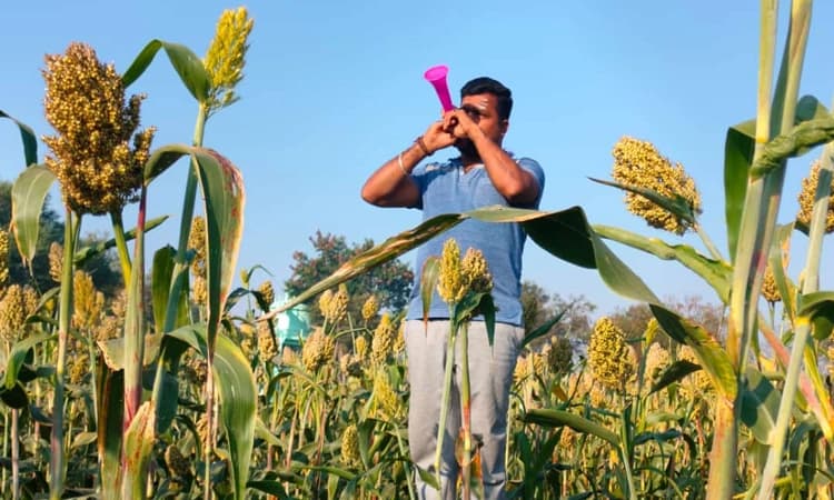 ಕುಷ್ಟಗಿ: ಹಕ್ಕಿಗಳ ನಿಯಂತ್ರಣಕ್ಕೆ ಜಾತ್ರೆ ಪೀಪಿ ಬಳಕೆಯ ಪ್ರಯೋಗ ಯಶಸ್ವಿ