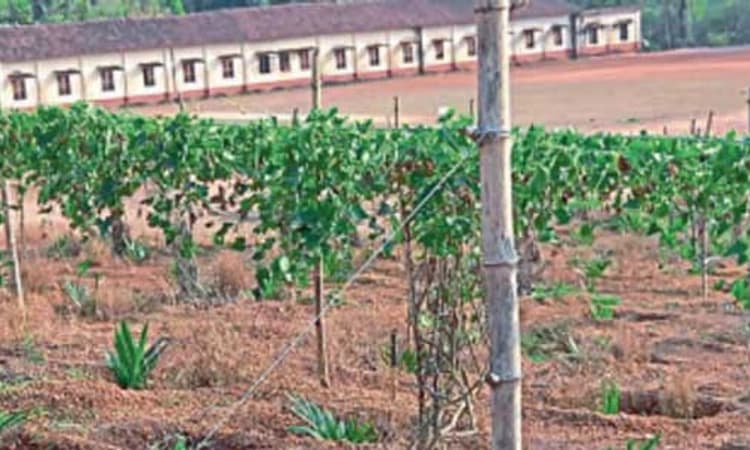 ಬೆಳ್ತಂಗಡಿ: ಸರಕಾರಿ ಶಾಲೆಗೊಂದು ಆದಾಯ ಮೂಲದ ಅಡಿಕೆ ತೋಟ