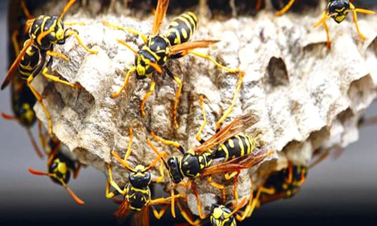 ಕಣಜದ ಹುಳುಗಳು ದಾಳಿ: 10 ಮಂದಿ ಶಾಲಾ ವಿದ್ಯಾರ್ಥಿಗಳು, ಇಬ್ಬರು ಆಟೋ ಚಾಲಕರಿಗೆ ಗಾಯ