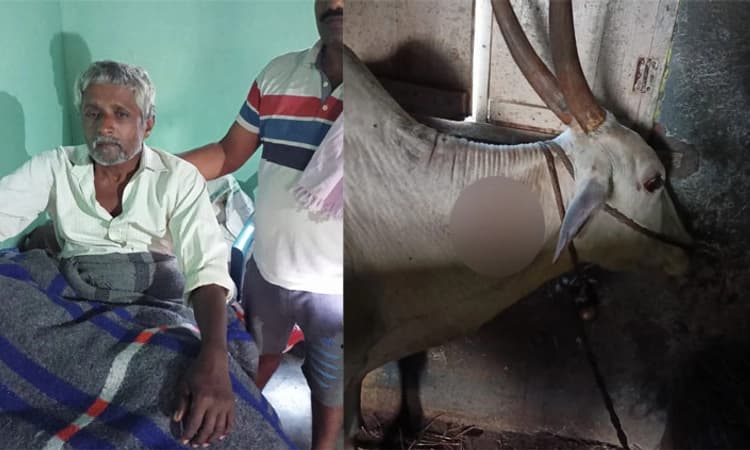 ಕುಣಿಗಲ್ ನಲ್ಲಿ ಮತ್ತೆ ಹೆಜ್ಜೇನು ದಾಳಿ; ರೈತನಿಗೆ ಗಾಯ, ಎತ್ತುಗಳ ಸ್ಥಿತಿ ಗಂಭೀರ