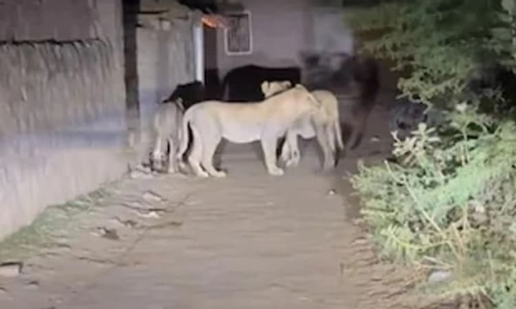 ಗಿರ್ ಅಭಯಾರಣ್ಯ: ಸಿಂಹಗಳನ್ನು ಬೆನ್ನಟ್ಟಿ ಕಿರುಕುಳ ನೀಡಿದ ಮೂವರ ಬಂಧನ