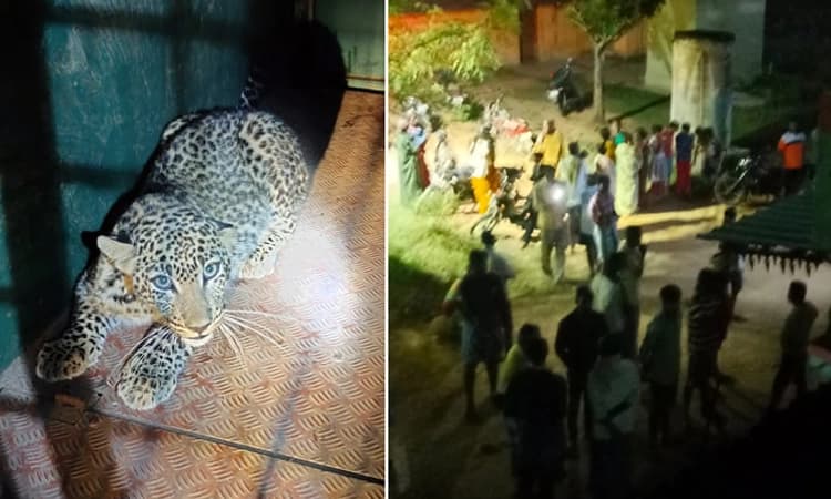 ಚಿರತೆ ಮನೆಯೊಳಗೆ.. ಮನೆಮಂದಿ ಮನೆ ಹೊರಗೆ: ಕೂದಲೆಳೆ ಅಂತರದಲ್ಲಿ ಪಾರಾದ ದಂಪತಿ