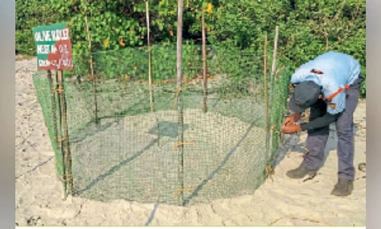 ಬದಲಾಗುತ್ತಿರುವ ಹವಾಮಾನ; ಆಲಿವ್ ರಿಡ್ಲಿ ಸಮುದ್ರ ಆಮೆಗಳ ಮೇಲೆ ದುಷ್ಪರಿಣಾಮ