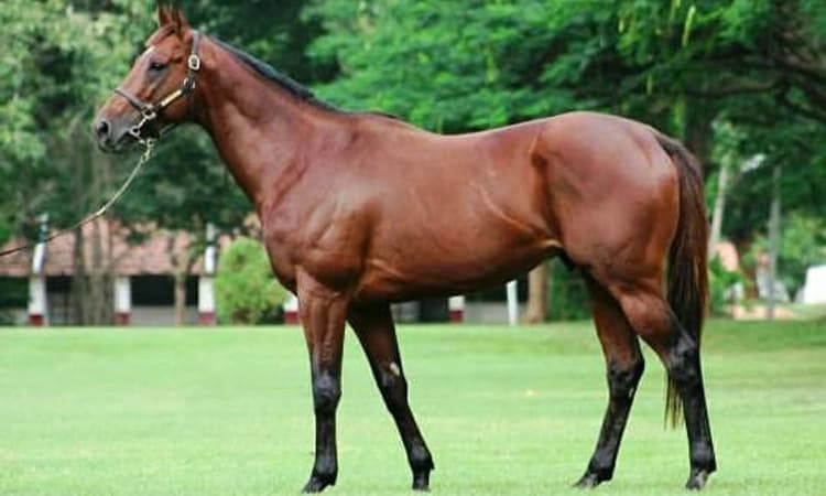 ಕುಣಿಗಲ್ ಸ್ಟಡ್ ಫಾರ್ಮ್ ನಲ್ಲಿ ಹೆಜ್ಜೇನು ದಾಳಿ: ಕೋಟ್ಯಂತರ ರೂ ಬೆಲೆಯ 2 ಕುದುರೆ ಮೃತ್ಯು