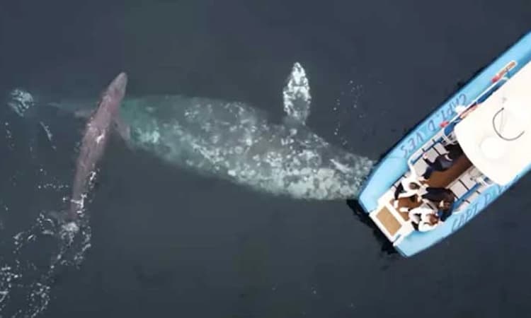 Rare Video: ಸಮುದ್ರದ ಮಧ್ಯೆ ಪ್ರವಾಸಿಗರ ಕಣ್ಣೆದುರಲ್ಲೇ ಪುಟ್ಟ ಮರಿಗೆ ಜನ್ಮ ನೀಡಿದ ತಿಮಿಂಗಿಲ…