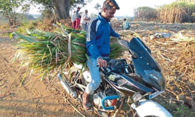 ಕಬ್ಬಿನ ಸ್ವಾಗಿಯೇ ಹಾಲಿಗೆ ಮೇವು; ಬದಲಾಯ್ತು ಮಲೆನಾಡ ಪಶು ಆಹಾರ