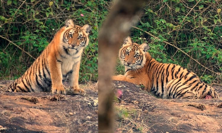 ಚಾಮರಾಜನಗರ: ಕೆ.ಗುಡಿ ಸಫಾರಿಯಲ್ಲಿ ಹುಲಿ ದರ್ಶನ… ಗಾಯಗೊಂಡಿರುವ ಶಂಕೆ