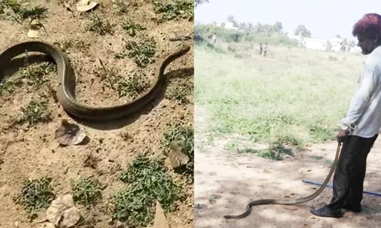 ಕೃಷ್ಣಗಿರಿ ಕಾಲೋನಿಯಲ್ಲಿ ಭೀತಿ ಹುಟ್ಟಿಸಿದ್ದ ಹಾವು… ಸುರಕ್ಷಿತವಾಗಿ ಅರಣ್ಯ ಪ್ರದೇಶಕ್ಕೆ ಸ್ಥಳಾಂತರ