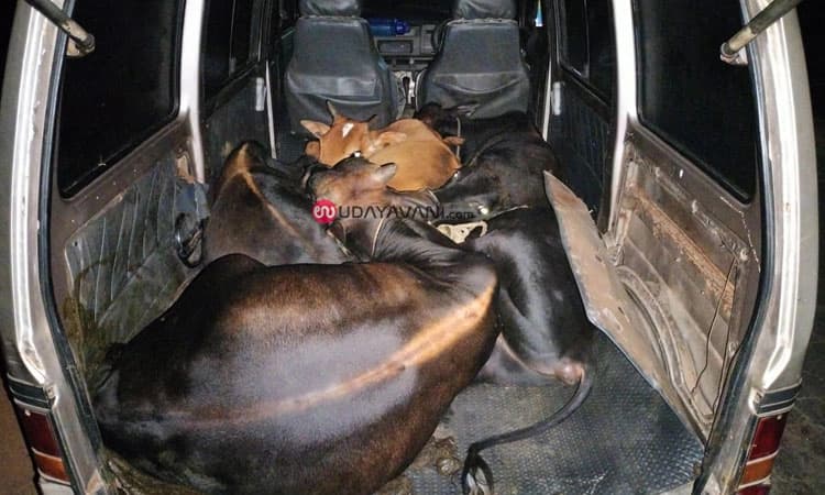 ವೇಣೂರು: ಓಮ್ನಿಯಲ್ಲಿ ಅಕ್ರಮ ಗೋ ಸಾಗಾಟ: ಐವರ ಬಂಧನ